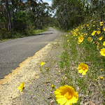 Forest Road in Bloom
