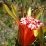 Mountain Devil (Lambertia formosa)