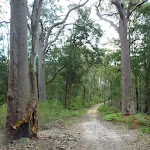 Tooheys Road winding through the tall eucalypt forest