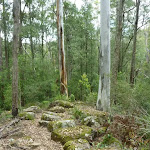 Mossy rocks and tall forest north of or Ourimbah Creek