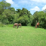 Horses at Hidden Valley