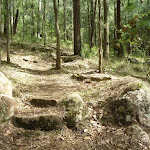 The track on the north side of the ridge in Palm Grove NR
