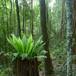 Birds Nest fern (Asplenium) in Palm Grove Nature Reserve