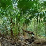 Cabbage Palm (Livistona Australis)