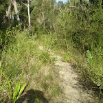 The bushtrack between the Talooma Servicetrails