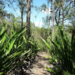 Gymea Lilies north of Somersby Reservoir