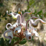 Grey Spider Flower (Grevillea Buxifolia)