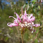 pink spider flower (Grevillea sericea)