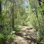 The old trail east of the Lower Mooney Mooney Dam