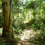 The rocky track north of the Mooney Mooney Creek