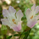 Aline mint bush (Prostanthera cuneata)