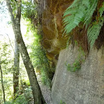 A rock wall in Lyrebird Gully