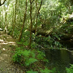Track beside Calna Creek