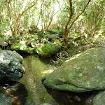 Pleasent section of Lyrebird Gully creek