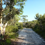 Walking along the wide sandy trail north of Patonga Dr