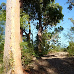 Trail leading over a rise south of Patonga Creek