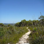 The track leading along the wester side of Mt Wondabyne