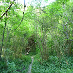 Narrow track beside Sugarloaf Creek