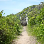 Timber steps on the coastal walk in the Wallarah Pennisula