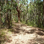 Trail on the Wallarah Pennisula Walk