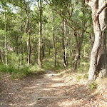 Track through forest in Green Point Reserve