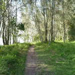 She Oak trees on Green Point, beside Lake Macquarie