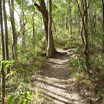 Moist rainforest in Green Point Reserve