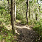Track near Lake Macquarie in Green Point Reserve