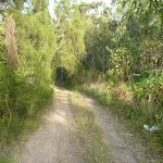 Trail though forest on the spit in Belmont Lagoon