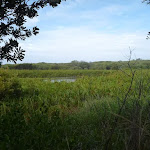 View of Wetlands on the Owens Walkway in Redhead