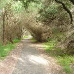 Track through forest on the Owens Walkway in Redhead