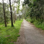 Forest with footpath on the Owens Walkway in Redhead