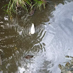 Ducks in Owens Creek on the Owens Walkway 
