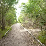 Track in coastal forest near the Owens Walkway