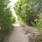 Sandy track through vegetation on Redhead Beach