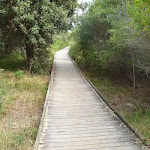 Timbered boardwalk on the Owens Walkway near Webb Park