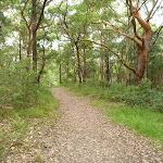 Narrow trail through forest near the Awabakal car park