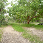 Open area with large tree and picnic table in Awabakal Nature Reserve