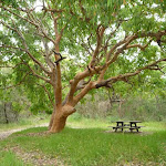 Tree and picnic table in Awabakal Nature Reserve