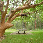 A Picnic table and tree near the Awabakal Nature Reserve
