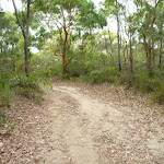 Uphill trail in the Awabakal Nature Reserve