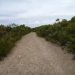 Wide trail in the Awabakal Nature Reserve
