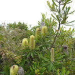 Attractive banksia flowers near Awabakal Viewpoint