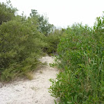 Narrow sandy track near the Awabakal Viewpoint