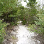 Narrow track near the Awabakal Viewpoint