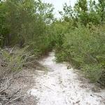 Narrow track in the Awabakal Nature Reserve