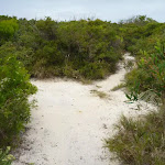 Intersection of track in the Awabakal Nature Reserve