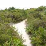 Sandy track on the Awabakal Coastal Walk