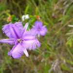 Fringe Lilly on the Awabakal Nature Reserve