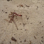 Ant in sand on the Awabakal Nature Reserve
